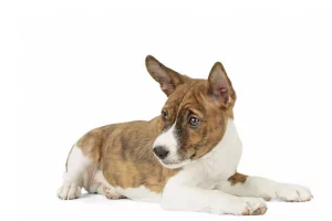 le basenji