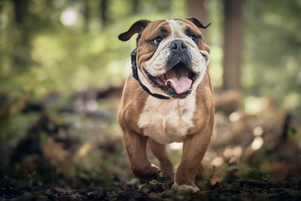 La puce électronique pour chien